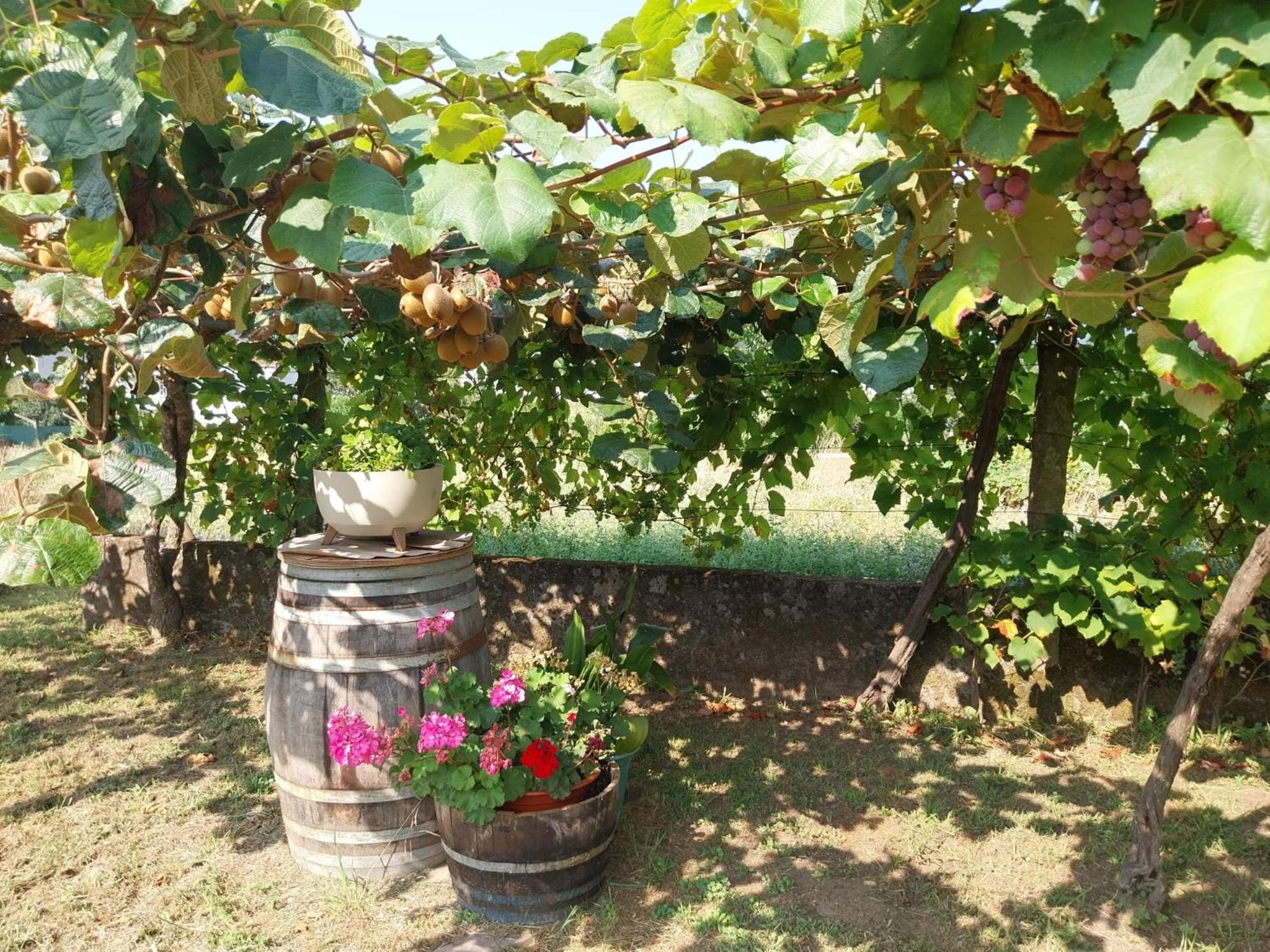O Berce Padron Casa Rural Εξωτερικό φωτογραφία